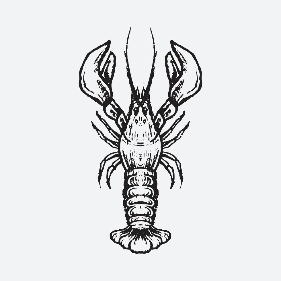 Shrimp drawing illustration vector