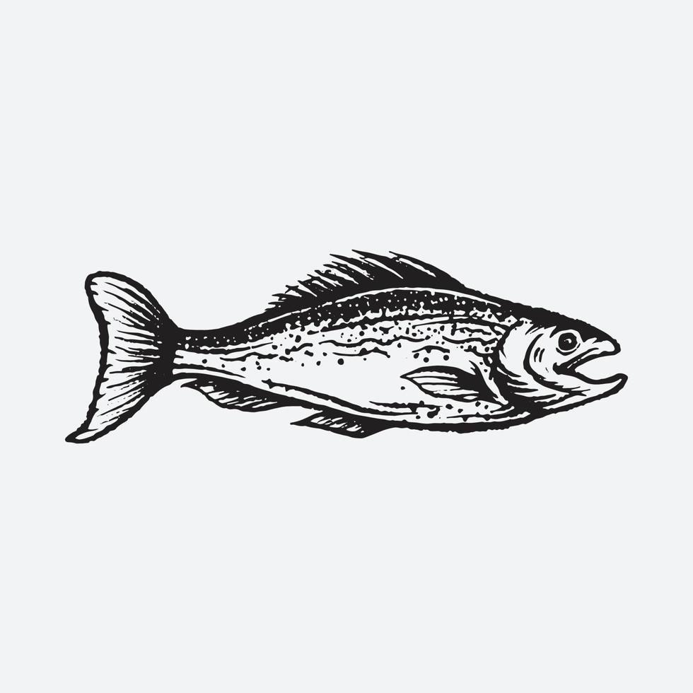 dibujo de pez salmón vector
