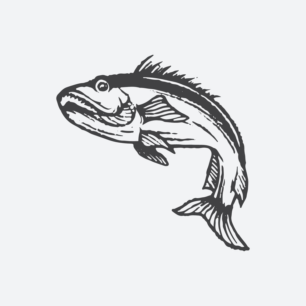 Salmon fish drawing vector