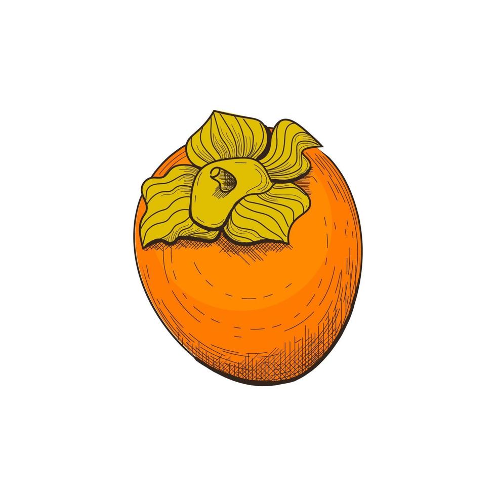 Persimmon, vector illustration in engraving style, isolated