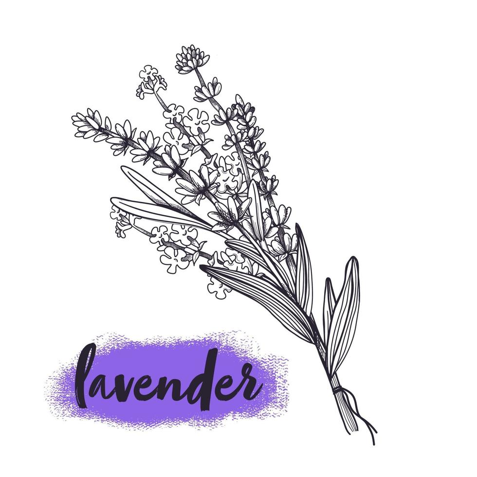 Hand drawn sketch of bouquet Lavender flowers. Vector illustration