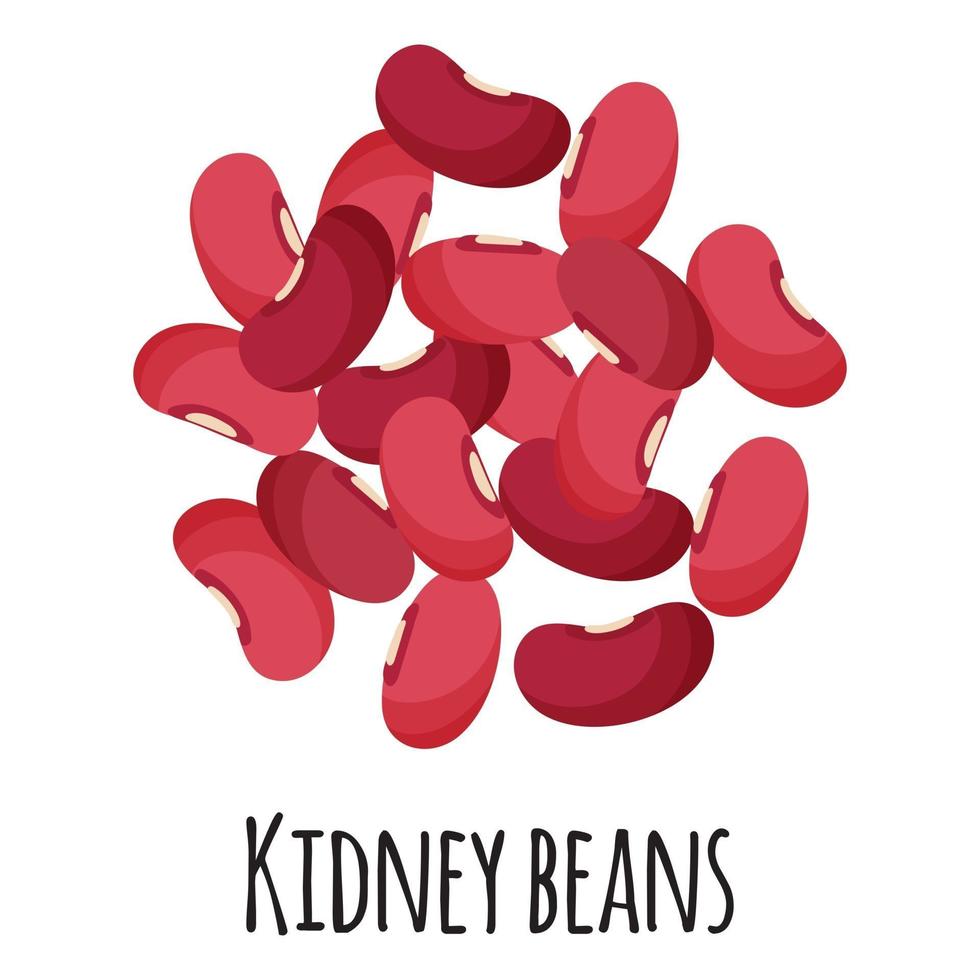 Kidney beans for template farmer market design, label and packing. vector