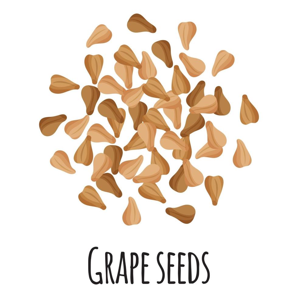 Grape seeds for template farmer market design, label and packing. vector