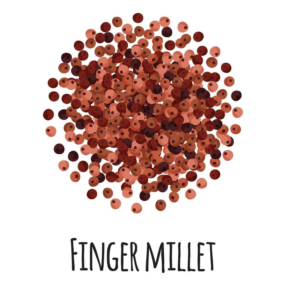 Finger millet for template farmer market design, label and packing. vector