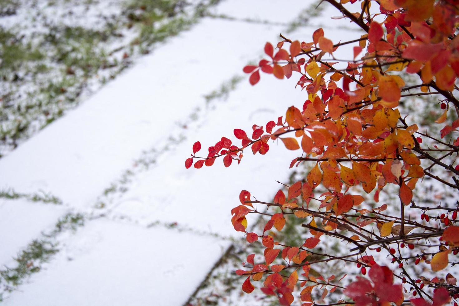 Red leaves in the snow photo