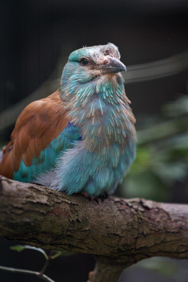 European roller on branch photo