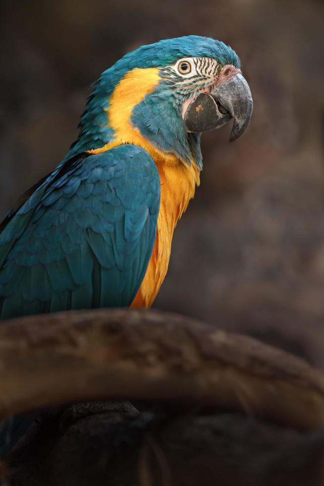 guacamayo de garganta azul foto