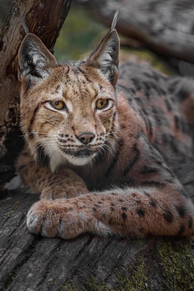 Eurasian lynx on log photo