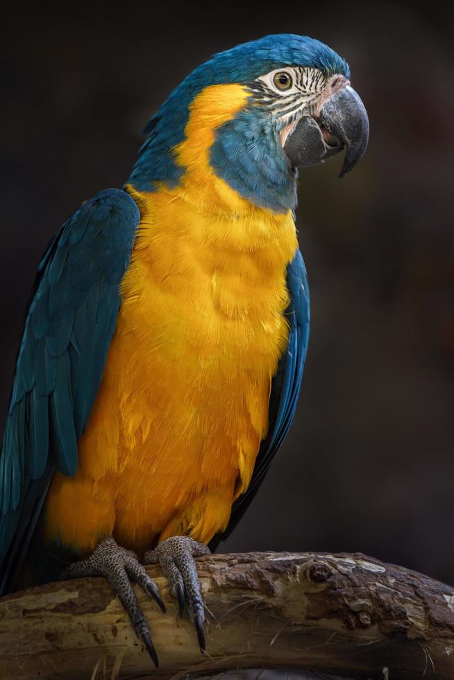 guacamayo de garganta azul foto