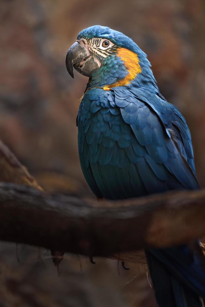 guacamayo de garganta azul foto