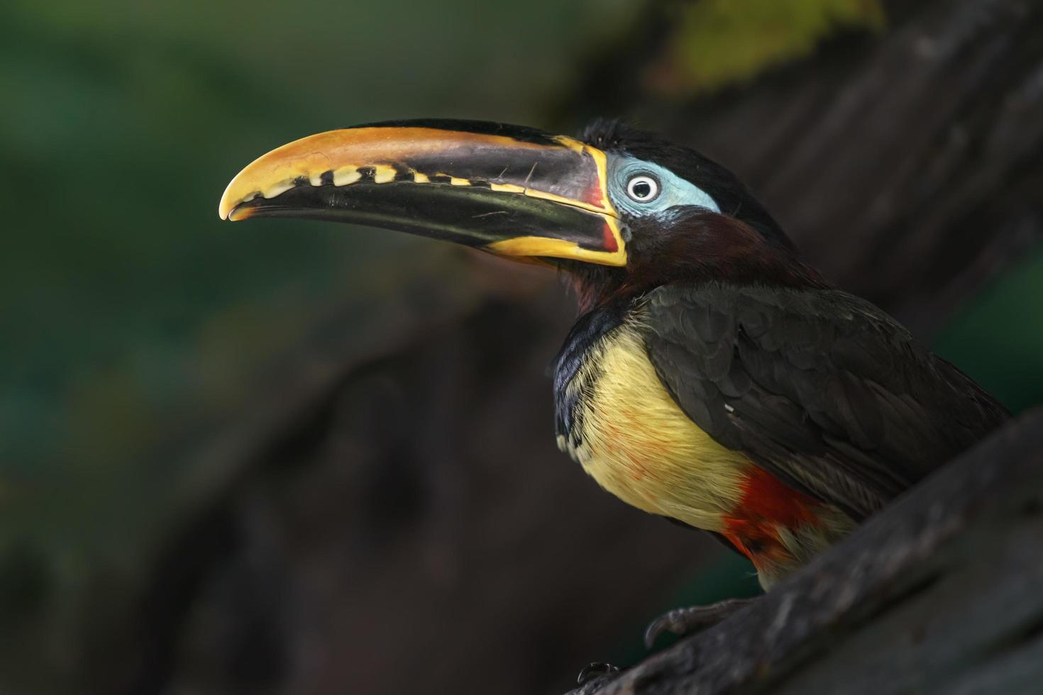 Chestnut eared aracari photo