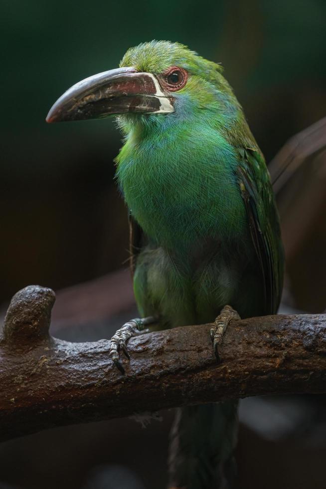 Crimson rumped toucanet photo