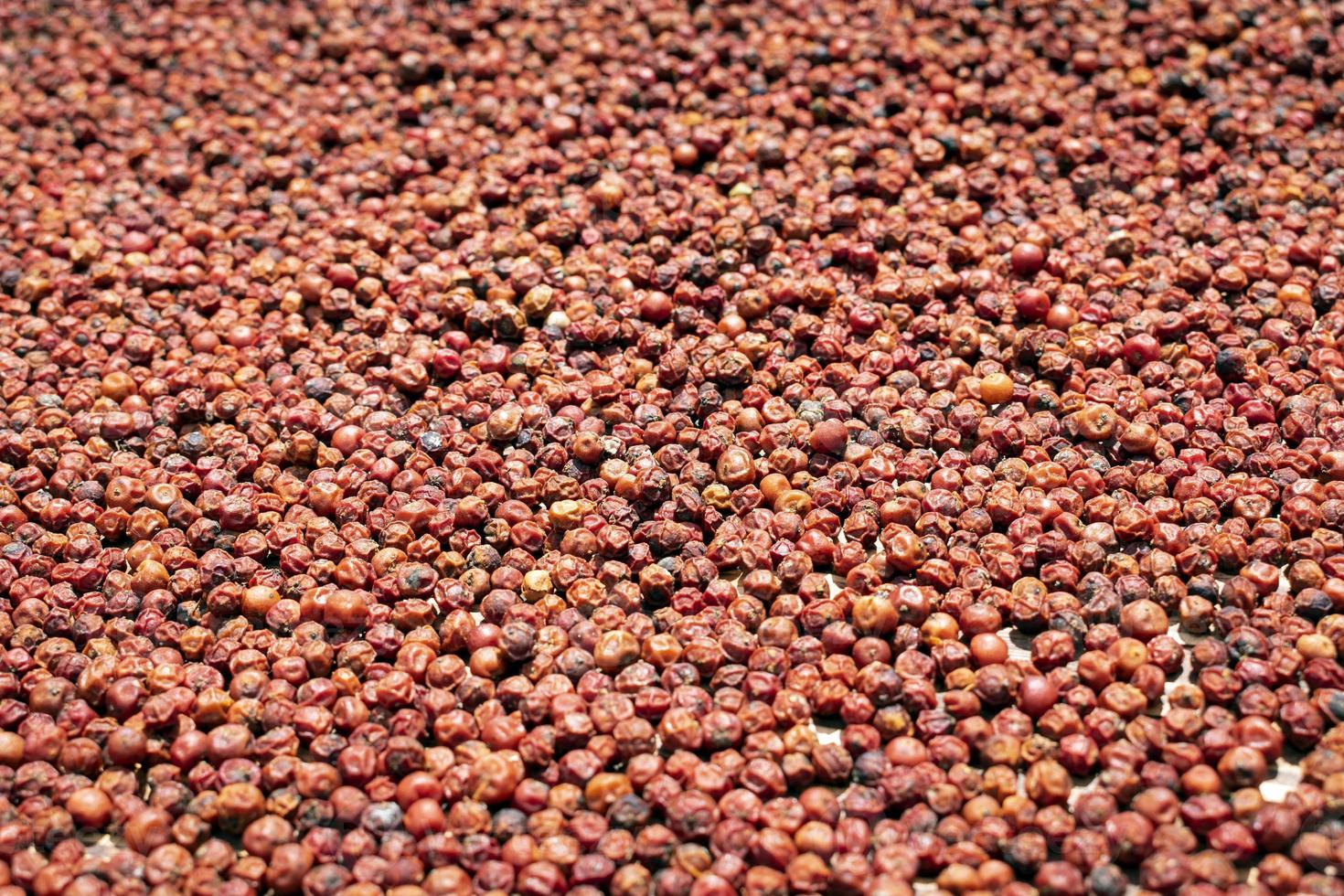 Muchos granos de pimienta roja asiática secándose al sol imagen de fondo foto