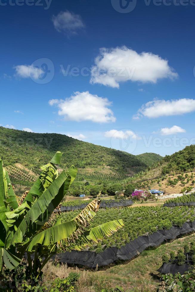 Paisaje del valle rural con granja de pimientos orgánicos cerca de Kampot, Camboya foto