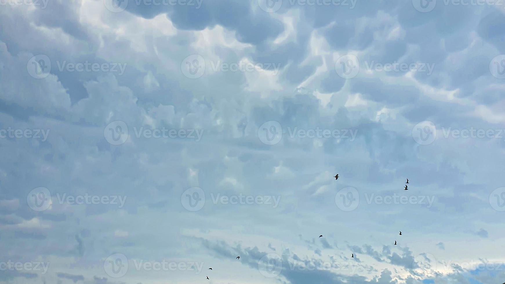 cielo azul con nubes, pájaros voladores y ramas verdes. foto