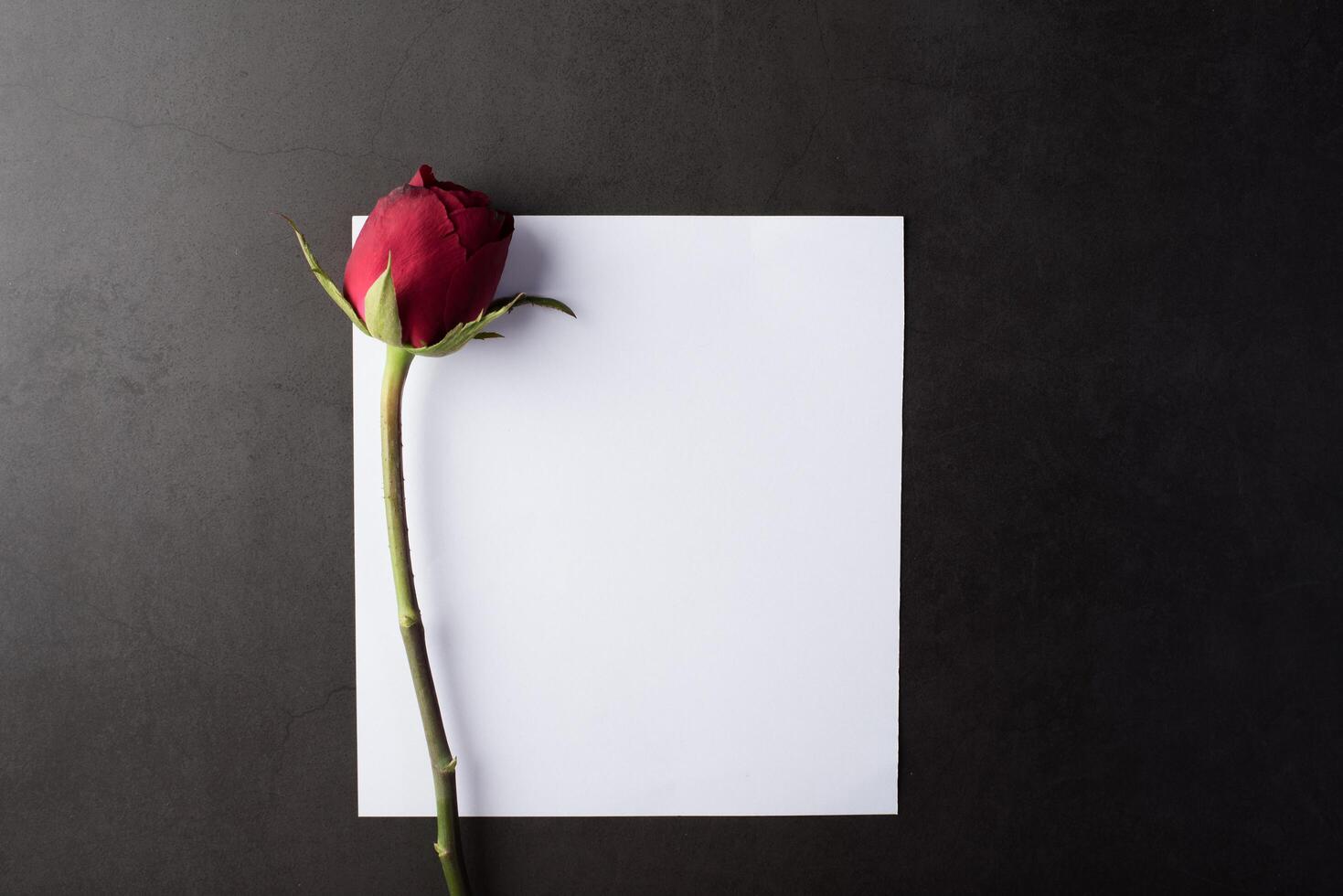 rosa roja con tarjeta blanca. foto