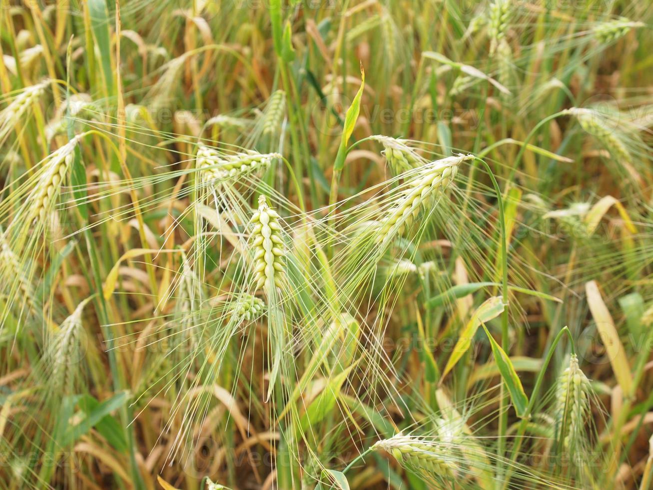 Barleycorn field background photo