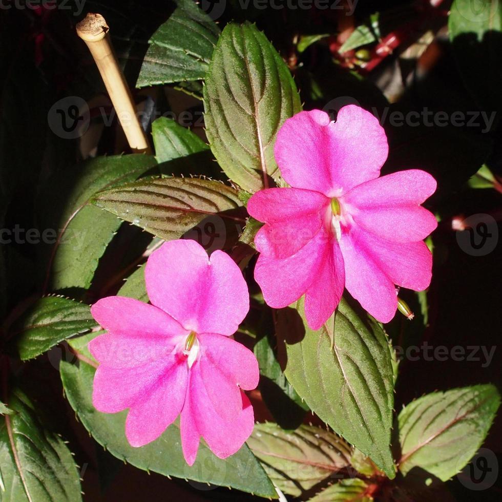 impatiens nueva guinea flor foto