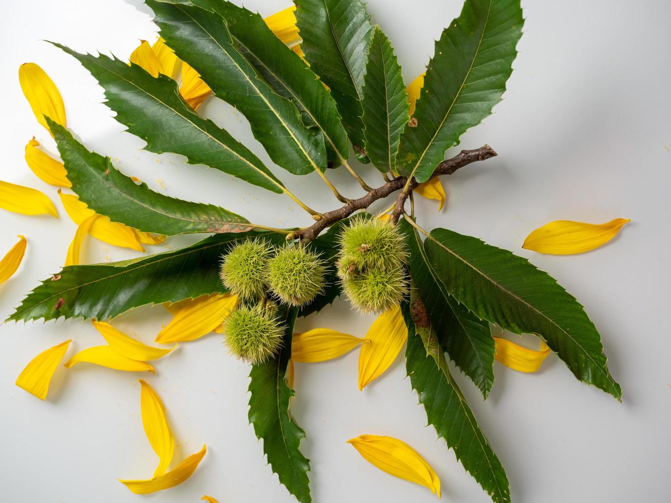 castaño en una cáscara con agujas y hojas verdes foto