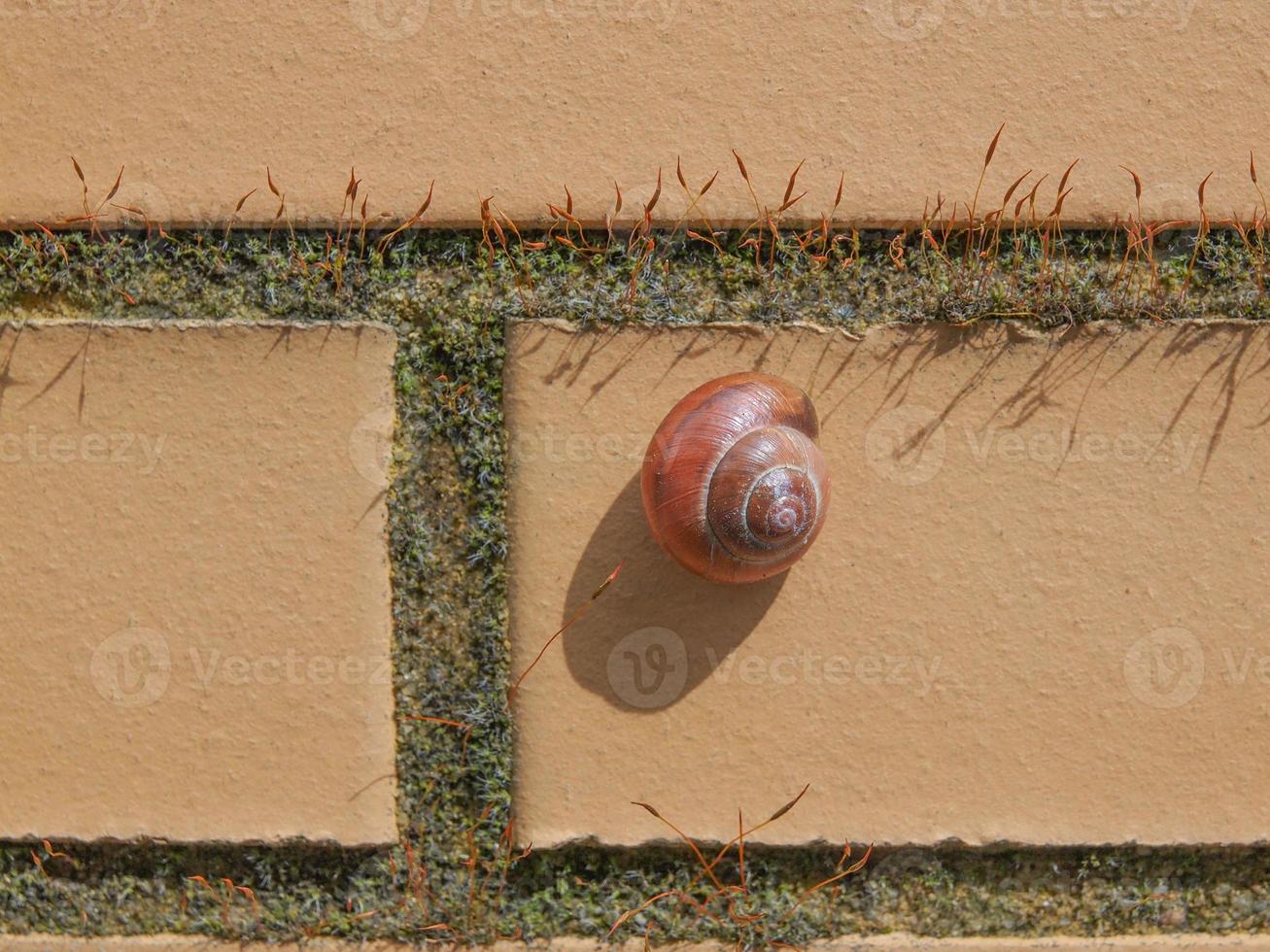 Slug snail on a wall photo