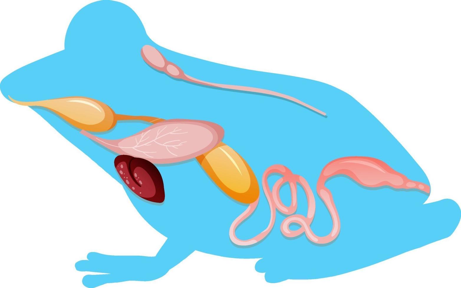 Internal anatomy of frog with organs vector