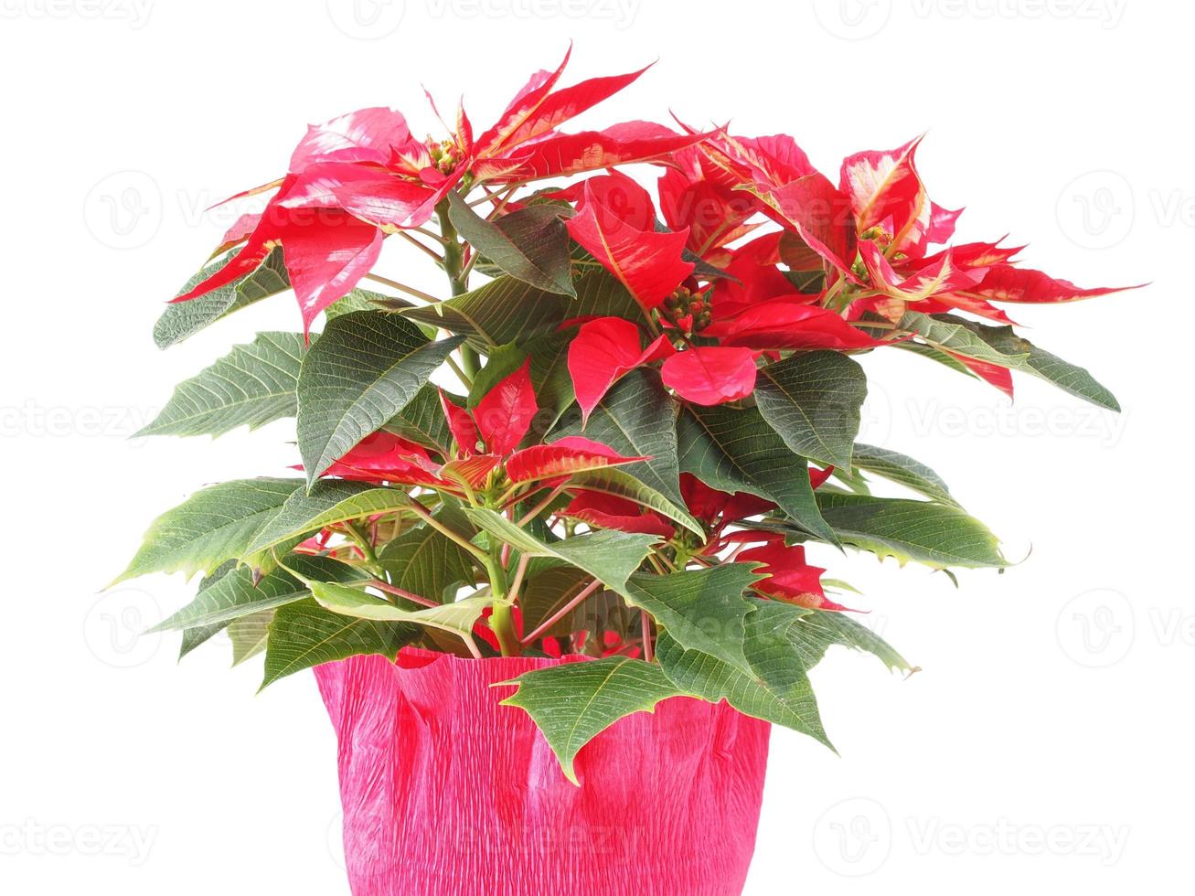 Christmas star plant photo