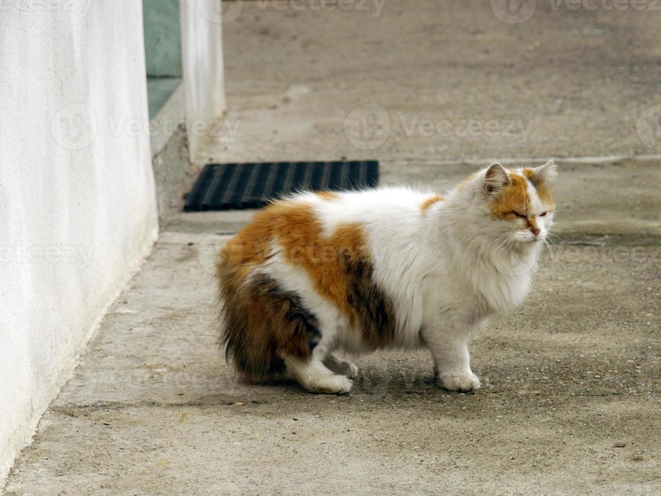 Cat on concrete pavement photo