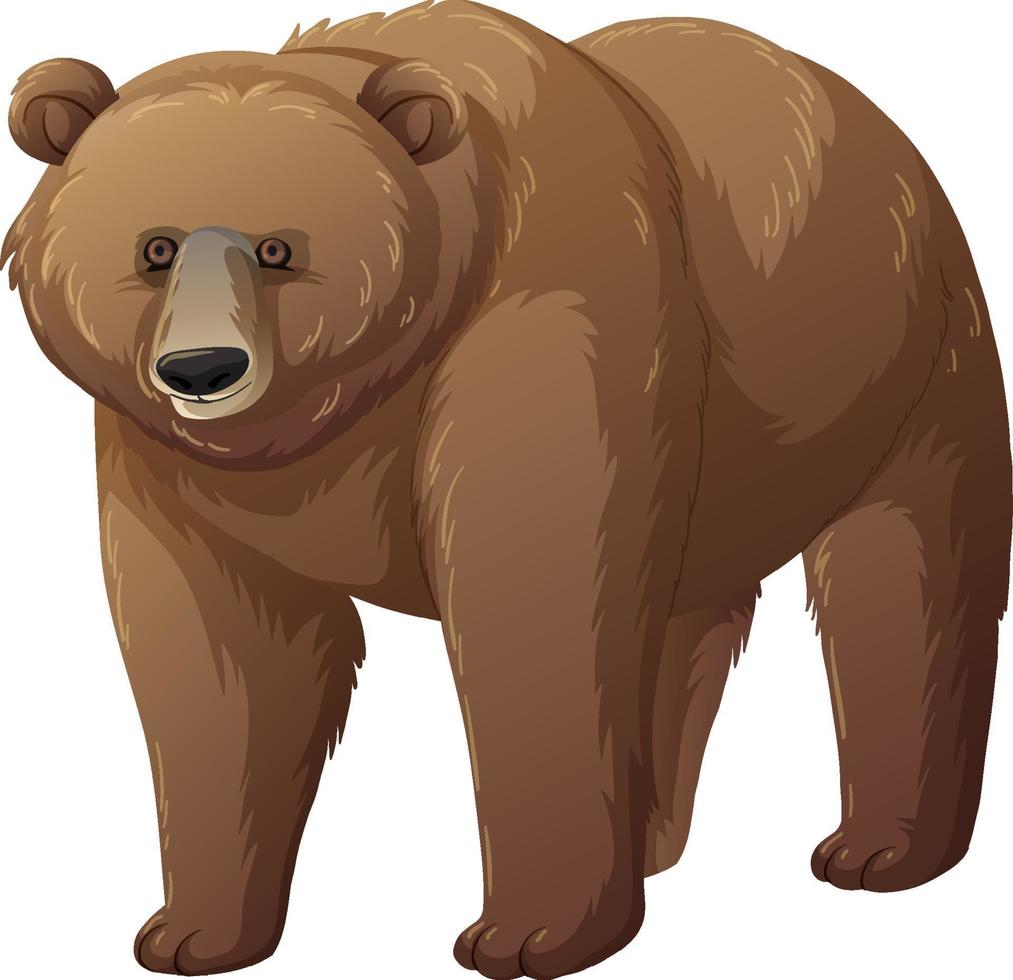 Grizzly bear animal on white background vector