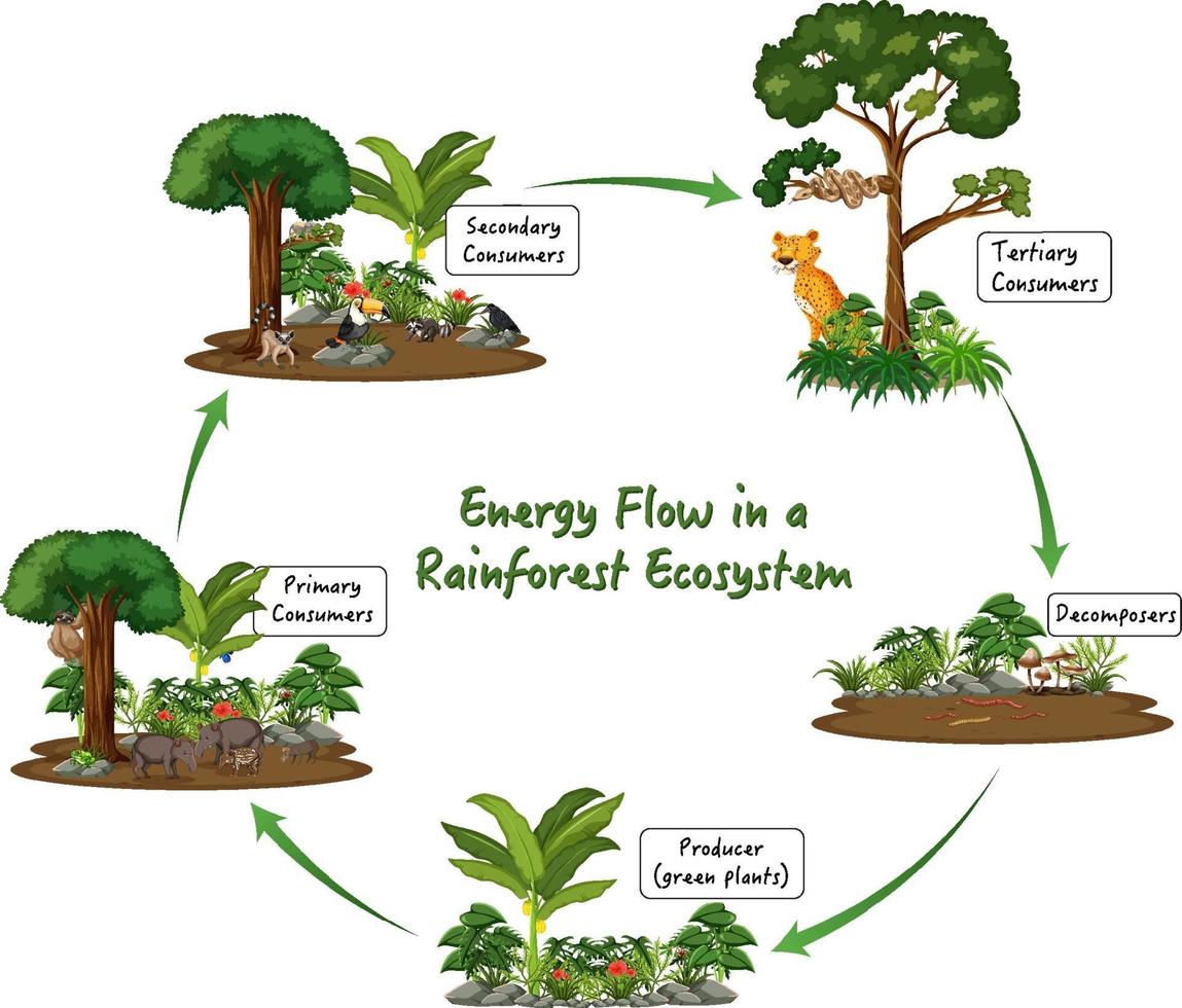Energy Flow in a Rainforest Ecosystem on white background vector