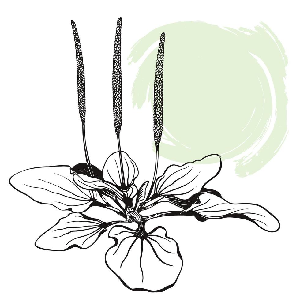 Plantain plant. The sketch is hand-drawn in ink with an abstract spot. vector