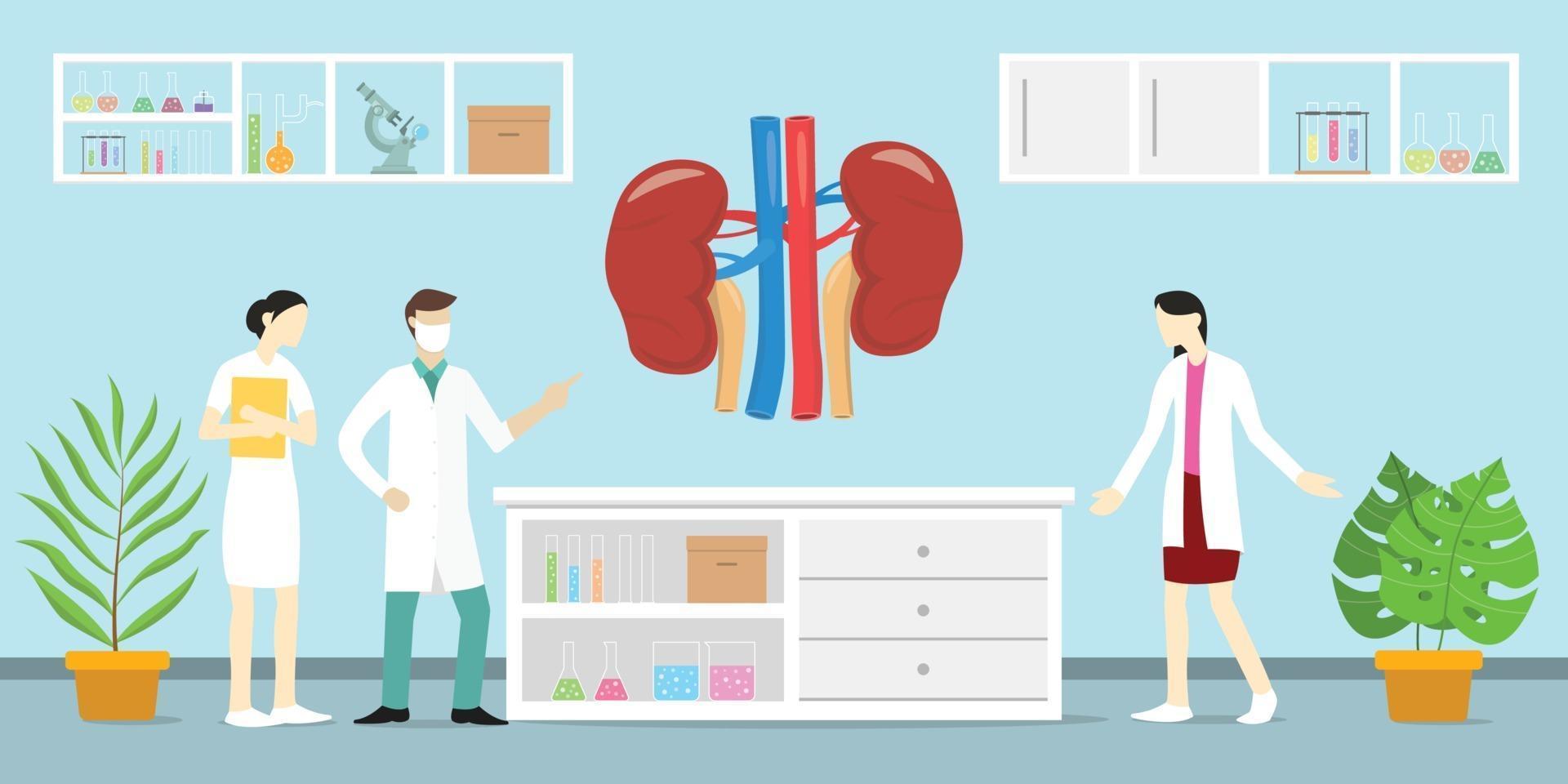 human kidney anatomy science analysis health on laboratory vector