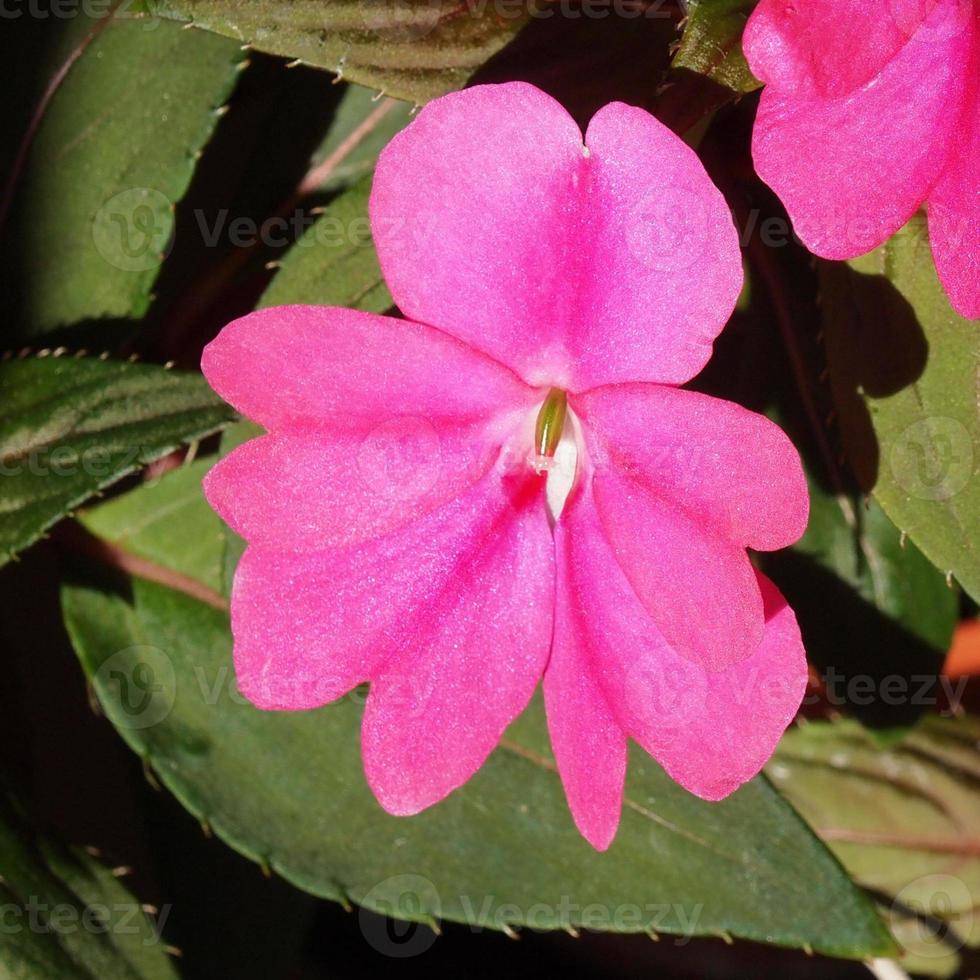 impatiens nueva guinea flor foto