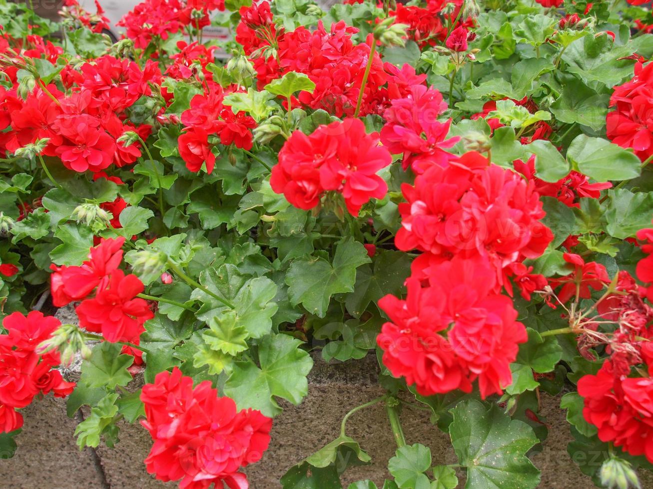 flor de geranio rojo 3219002 Foto de stock en Vecteezy flor de geranio rojo 3219002 Foto de stock en Vecteezy