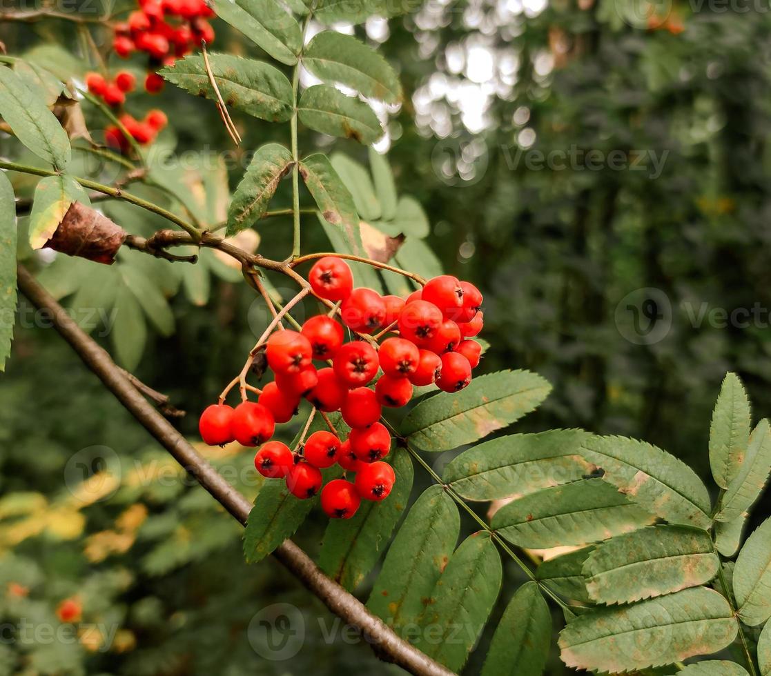 Rowan branch with orange berries and green leaves photo