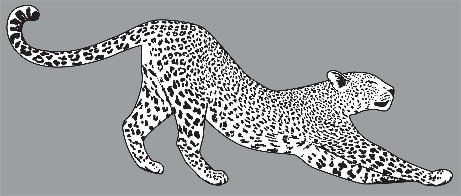 Ilustración detallada de vector de leopardo. dibujo de jaguar