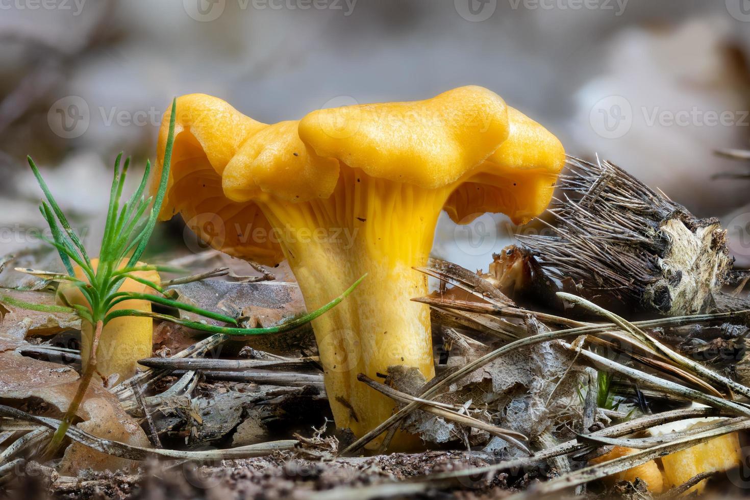 Detalle de la foto de un rebozuelo amarillo entre agujas de pino