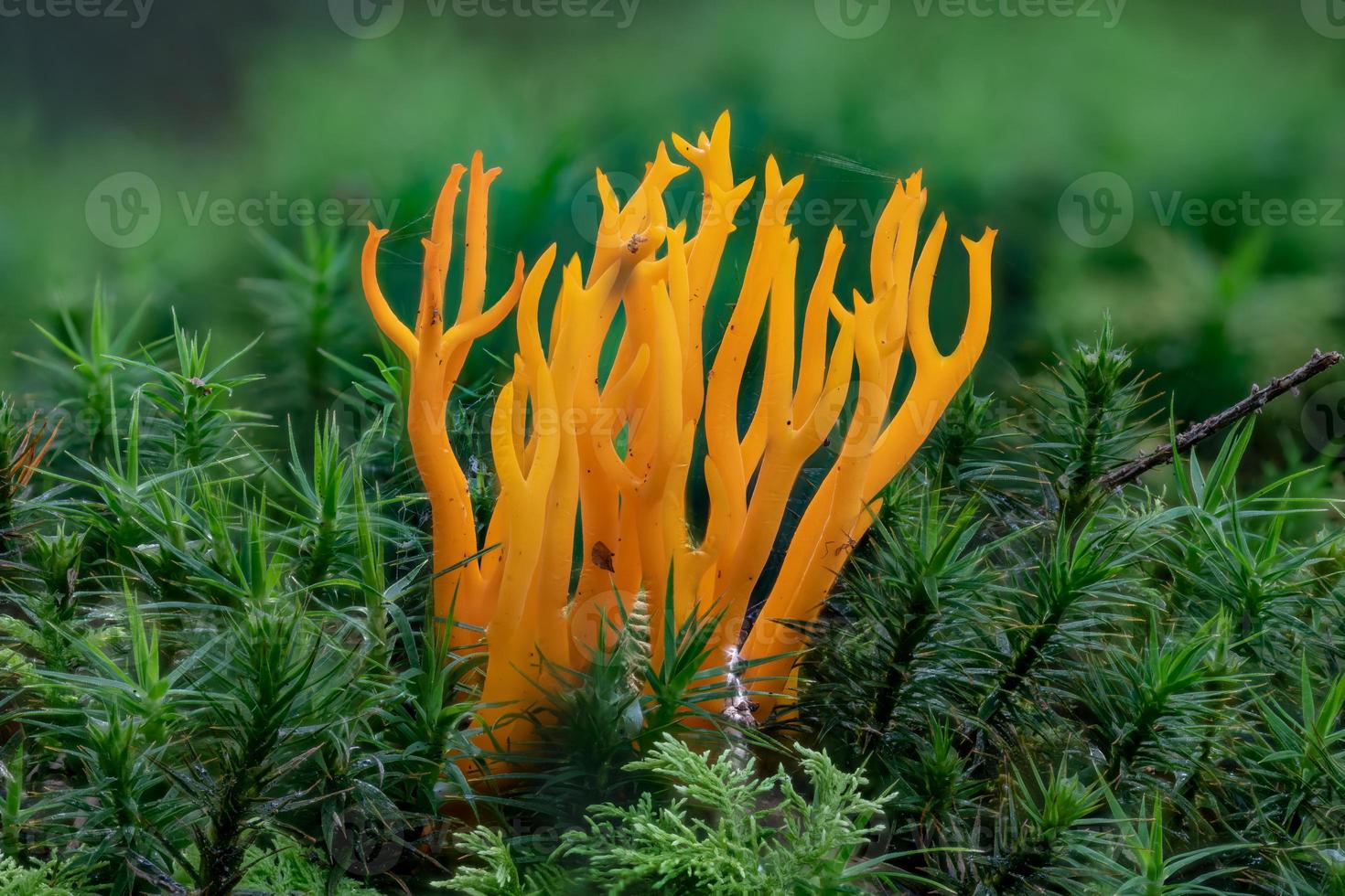 Cuerno amarillo pegajoso, calocera viscosa, seta en el suelo del bosque foto