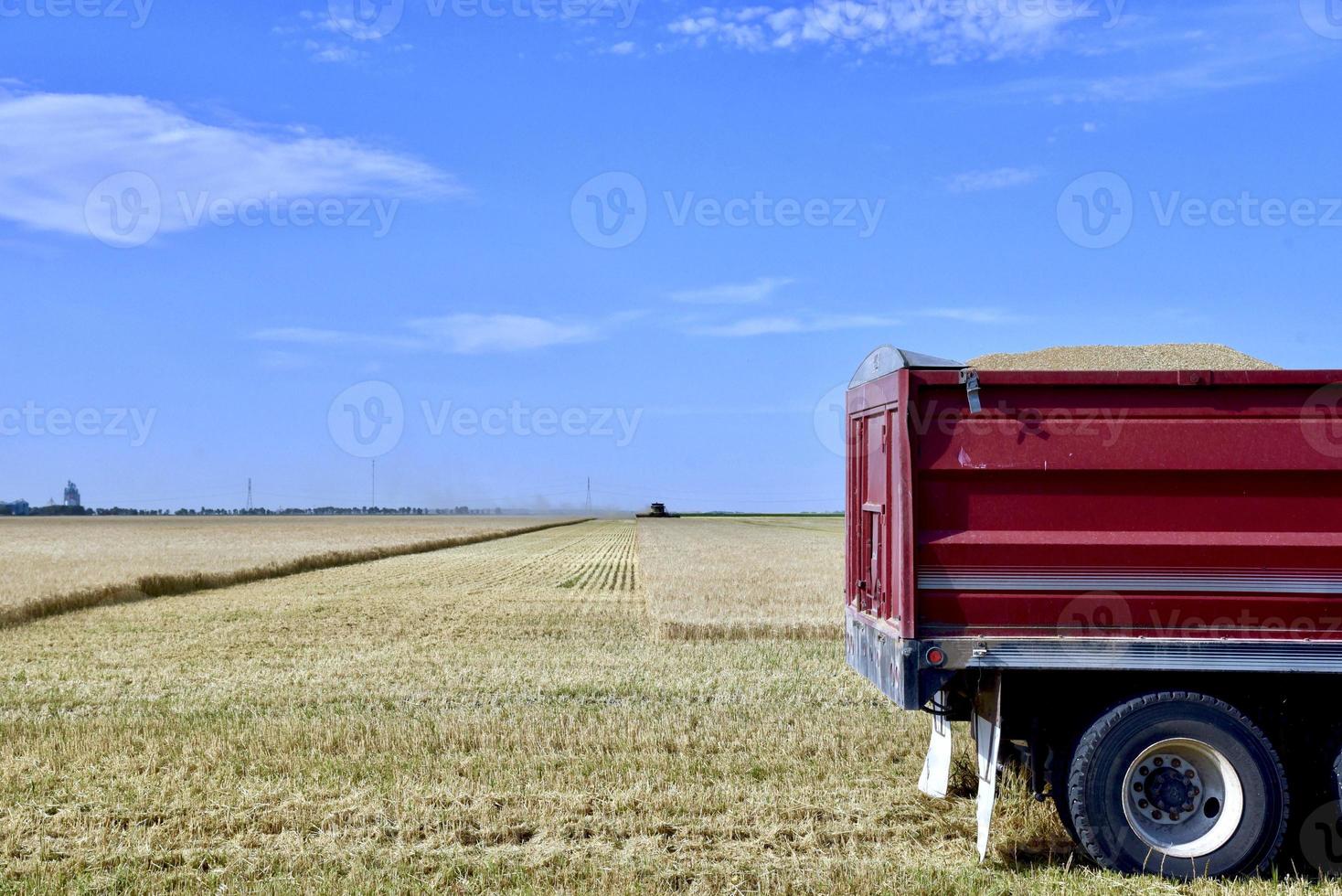 Harvesting Manitoba Wheat photo