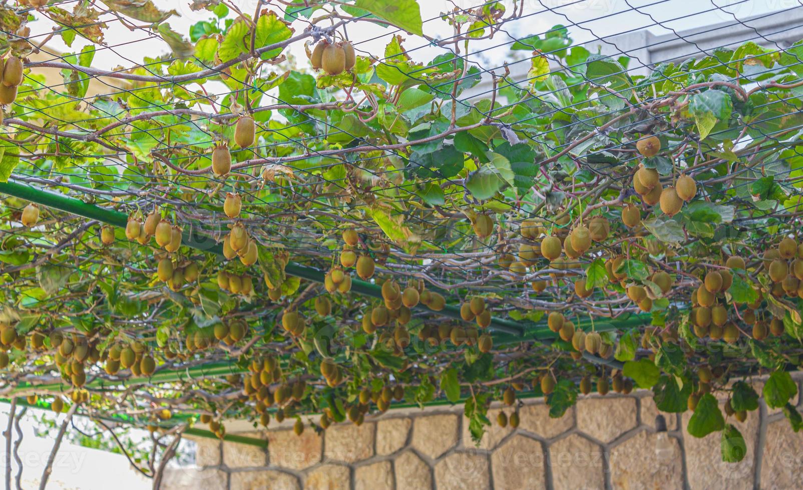 Kiwi grow at the carport in Novi Vinodolski Croatia. photo