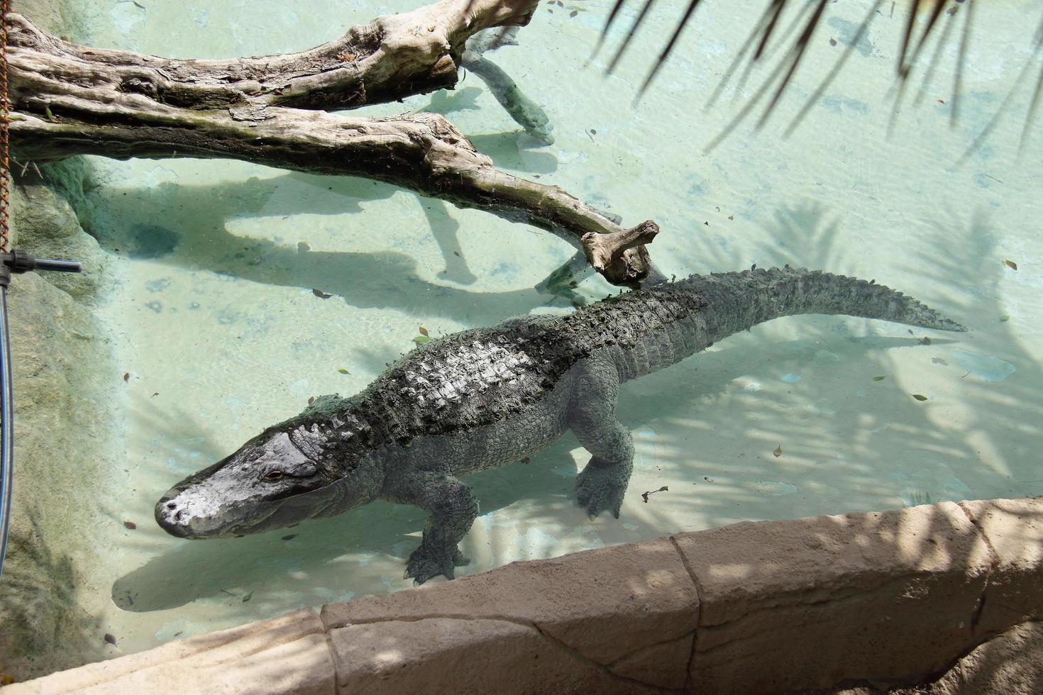 Crocodile lying in water pool in zoo, wild tropical animal photo