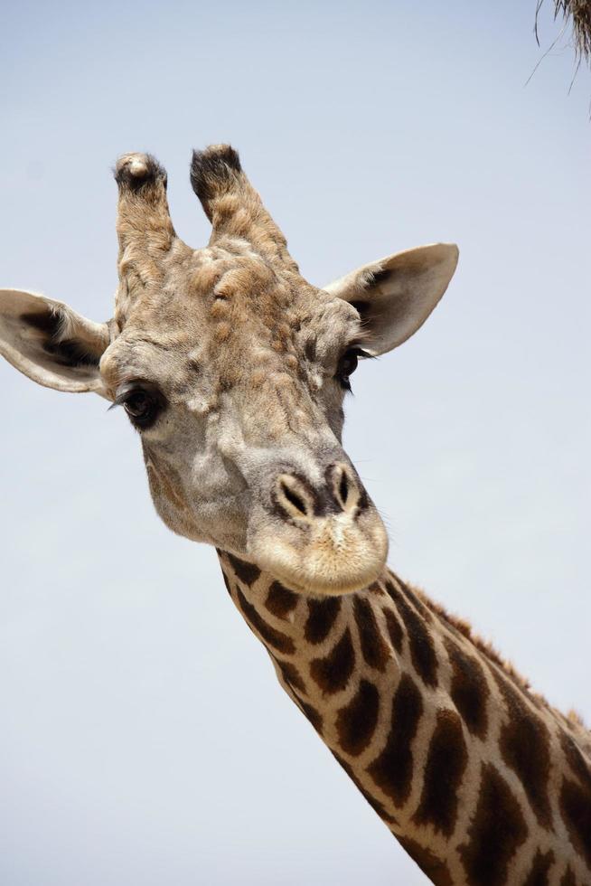 Close up giraffe face, animal portrait photo