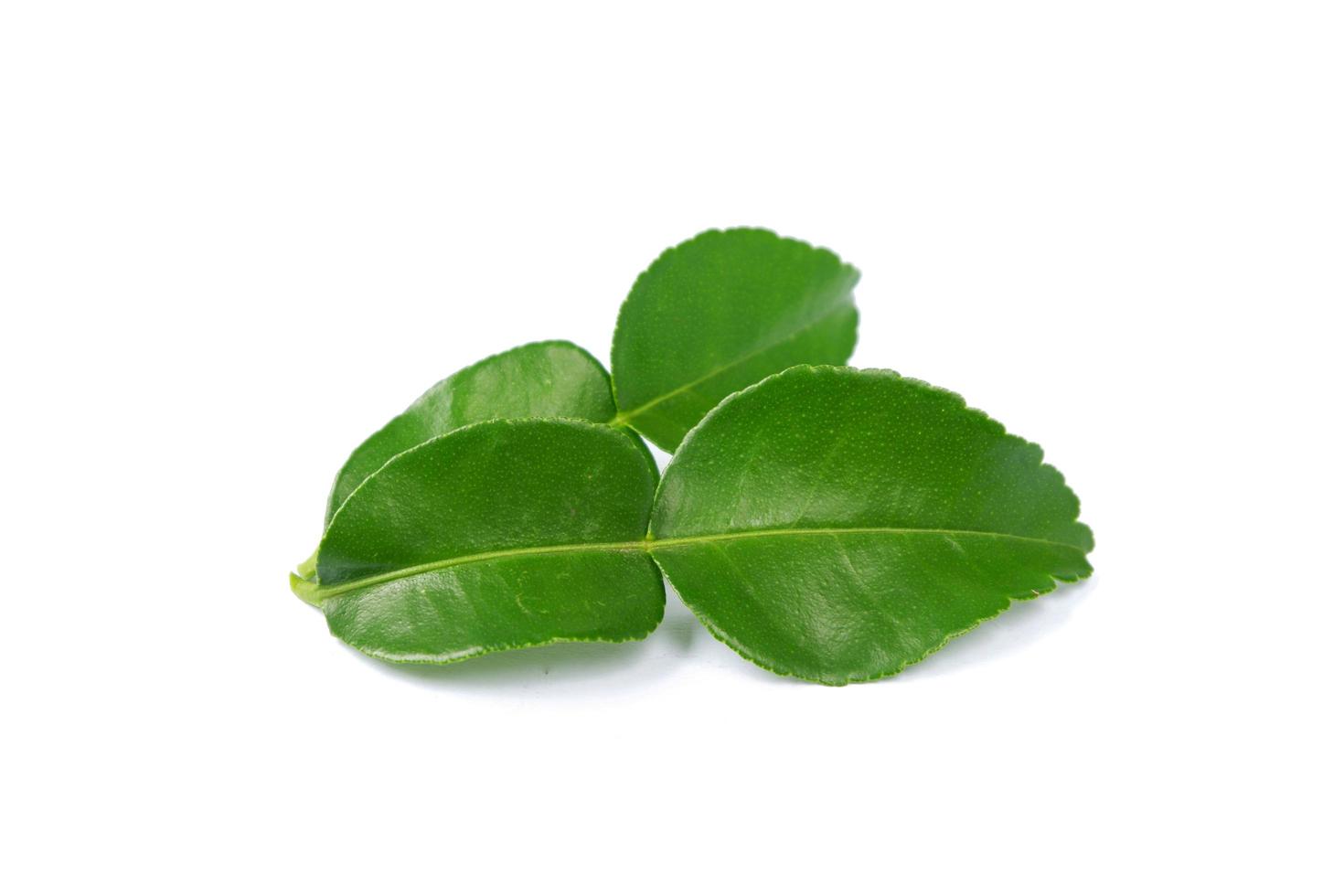 bergamot leaf isolated on a white background photo