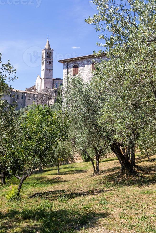 Olivos en el pueblo de Asís en la región de Umbría, Italia. foto