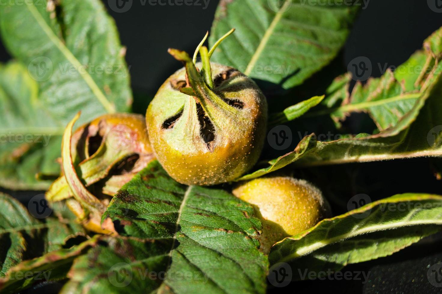 Mespilus germanica apple photo