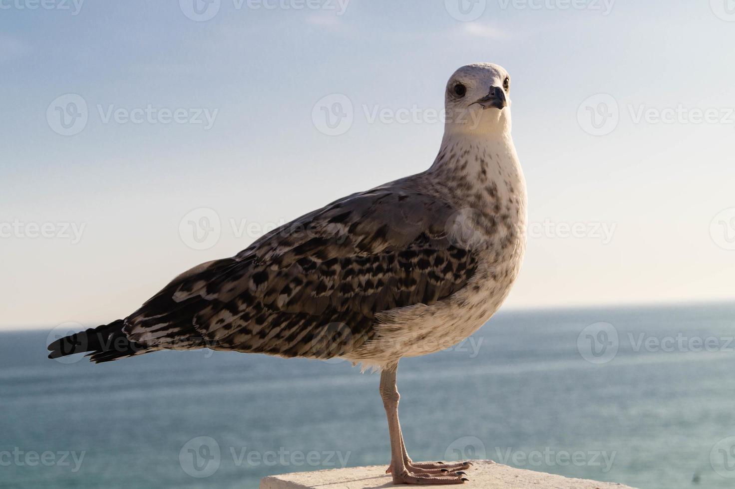 gaviota en portugal foto