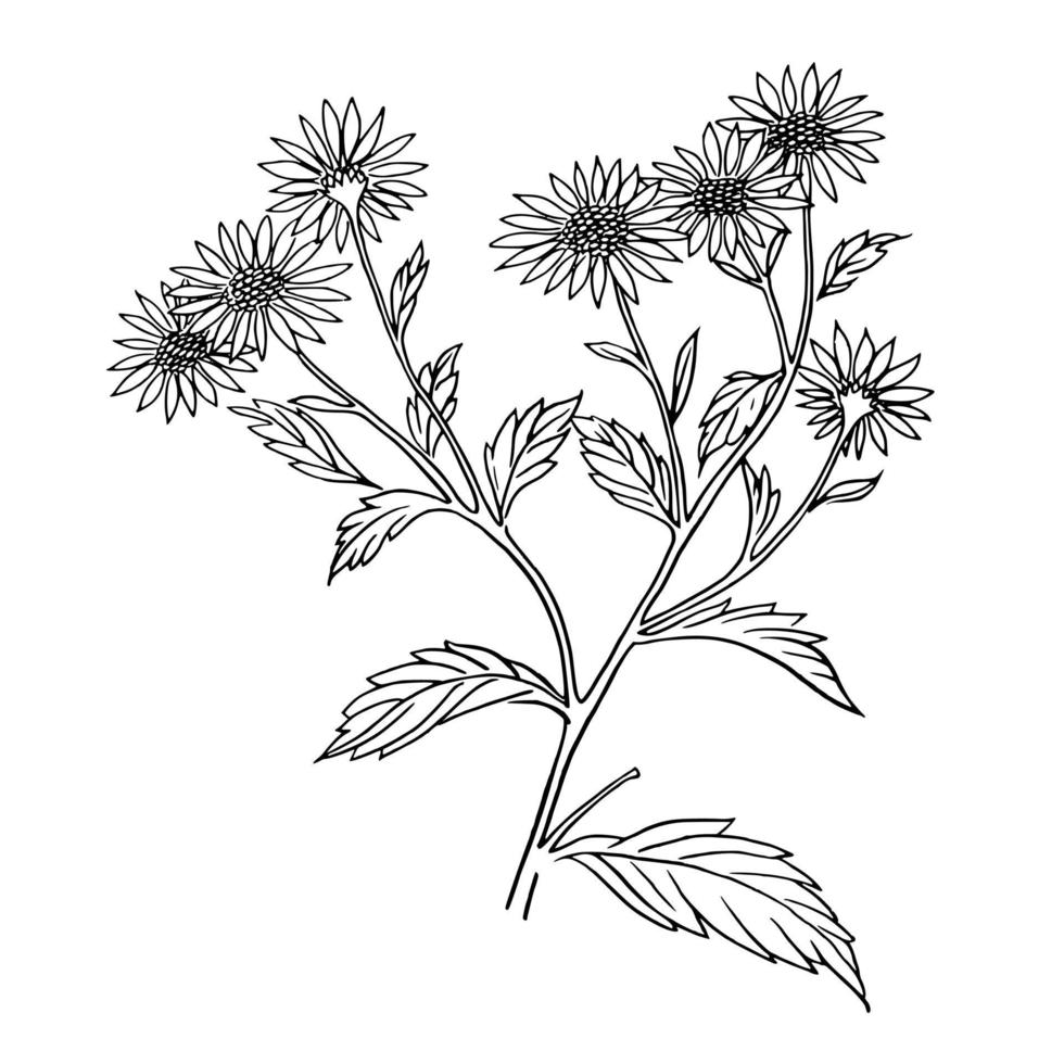 Bunch of Wild Daisy Flowers vector