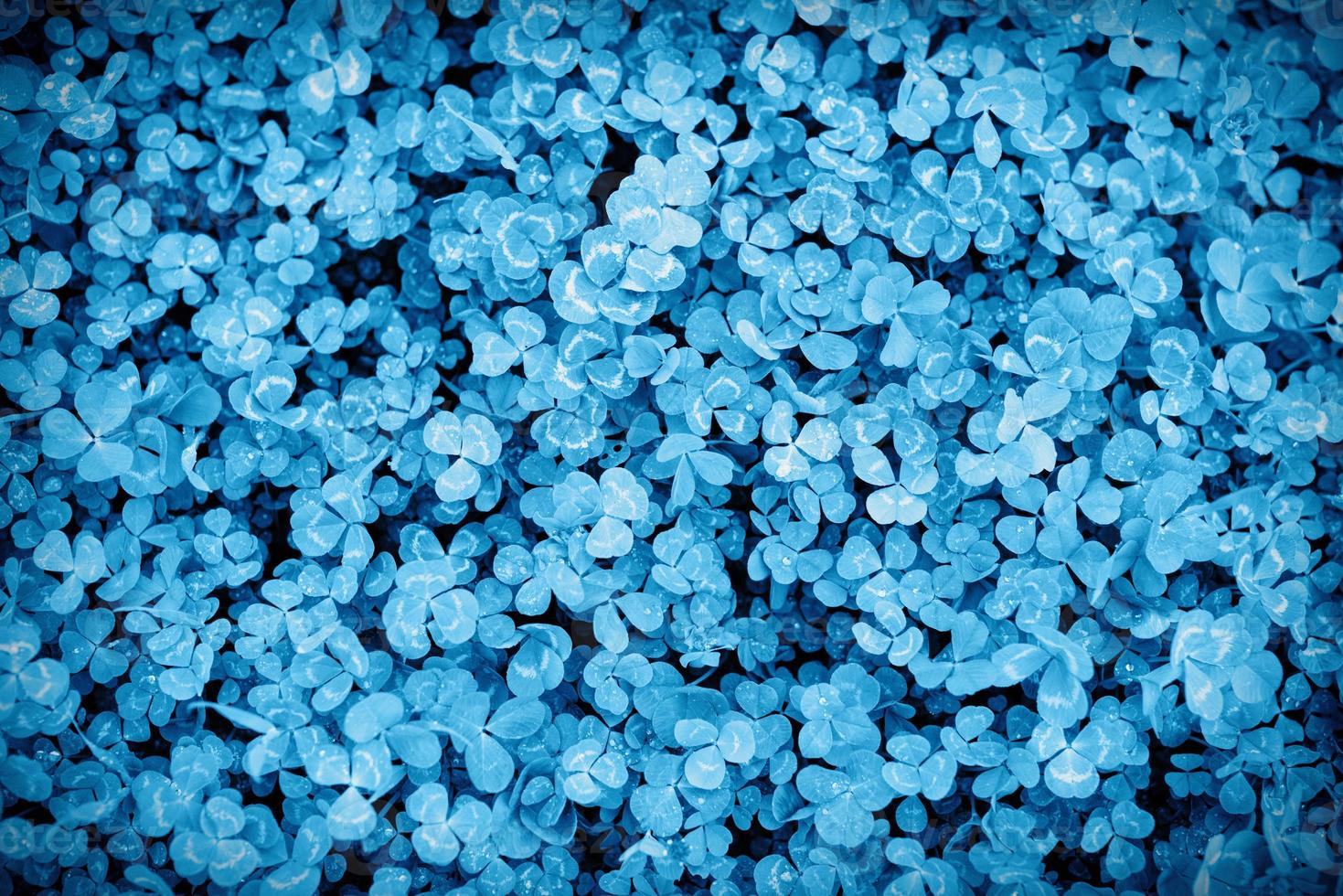 Fondo de textura de hojas de trébol, azul clásico foto