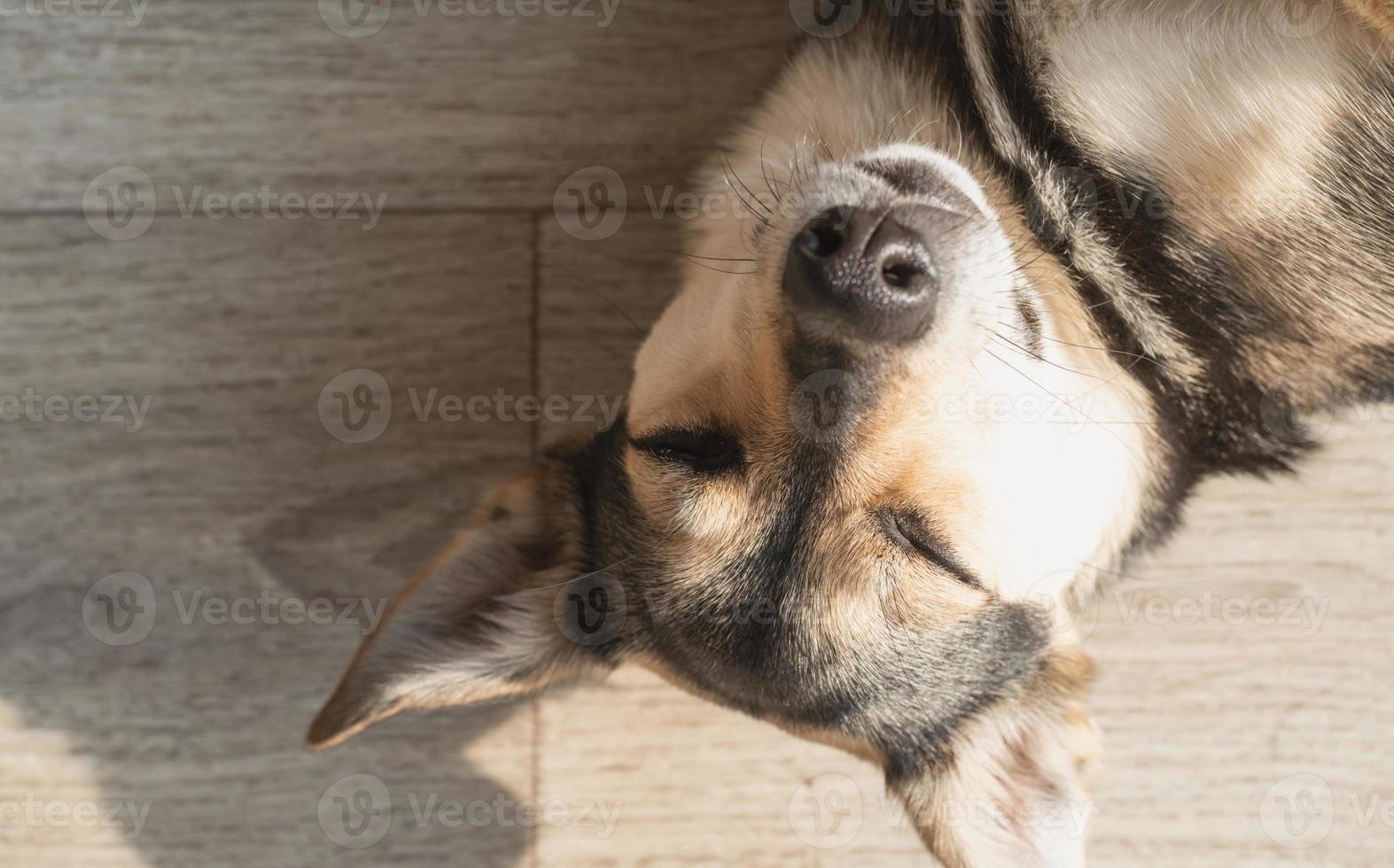 Cute mixed breed dog lying on the floor sleeping photo