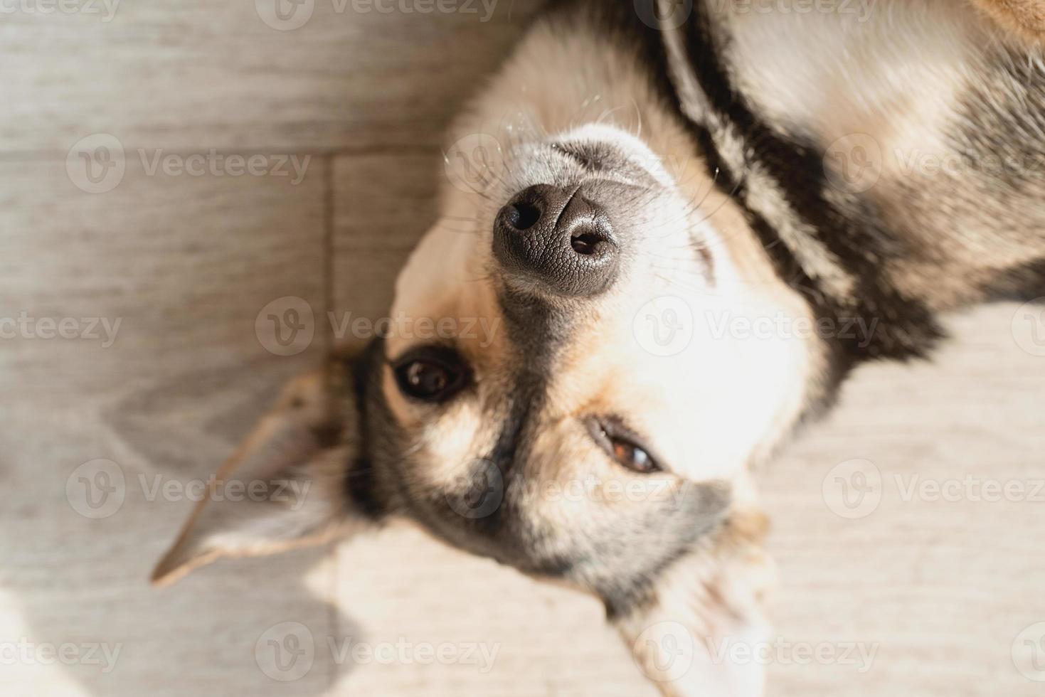 Funny mixed breed dog lying on the floor photo