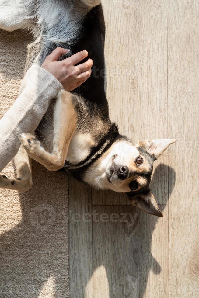 Gracioso perro de raza mixta tirado en el suelo foto